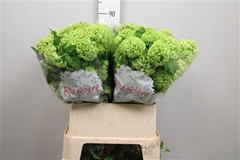 Viburnum Roseum St 80cm