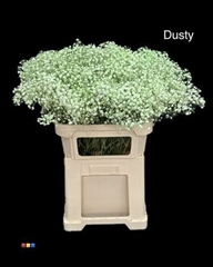 Gyps Xlence Dusty Mint