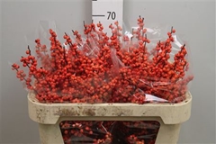 Ilex Oudijks Orange 70cm