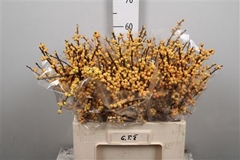 Ilex Vert Citronella 60cm