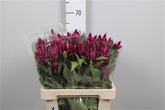 Cel Celway Purple 60cm