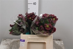 Hell Classic One 35cm