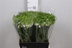 Ornit Thyrsoides 50cm