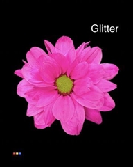 Chr T Chic Cerise + Glit Bio