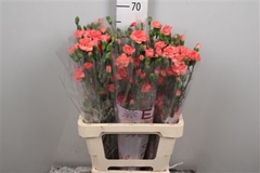 Di Tr Orange Amelie 65cm 23