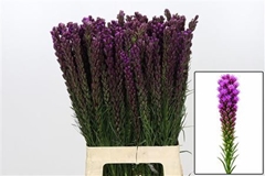 Liatris S Callilepis 70cm