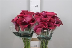 Zant Capt Promise 70cm