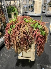 Amar Ca Coral Founta 90cm