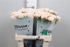 Di St Apple Tea 60cm 23