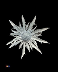 Eryngium Metallic Light Blue