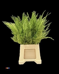 Coniferen Metallic Olive