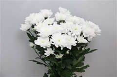 Chr T Baltica 70cm 90gram