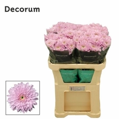 Chr G Petrushka 70cm 80gram