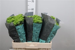 Chr San Country 55cm 110g