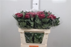 Chr G Bigoudi Purple 80cm 100gram