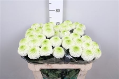 Chr G Alibaba 70cm 75gram