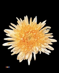 Chr G Topspin Pastel Orange
