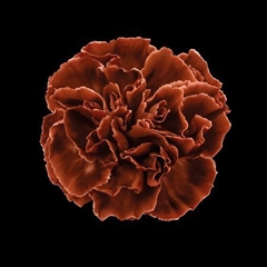 Dianthus St Browny