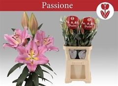 Li Or Passionne 100cm 55+