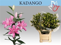 Li Or Kadango 85cm 45+