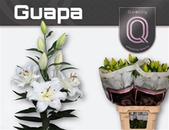 Li Or Du Guapa 90cm 55+