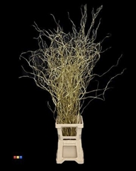 Salix 130cm Gold