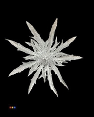 Eryngium Silver