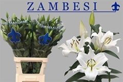Li Ot Zambesi 100cm 55+