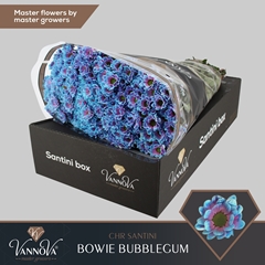 Chr S Aaa Bow Klb H% 55cm 100g