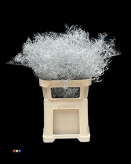 Limonium Silver