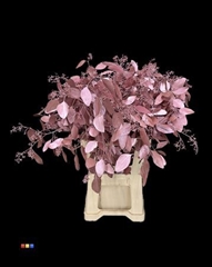 Populus Metallic Pink