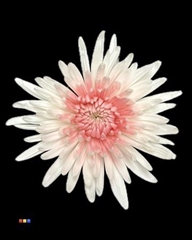 Chr G Ana White + Light Pink