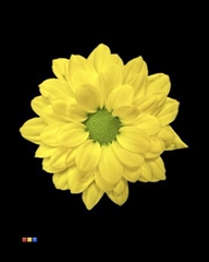 Chr S Bouncer Yellow