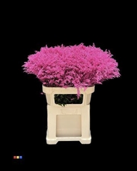Solidago Cerise 80cm