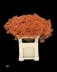 Gyps Xlence Orange