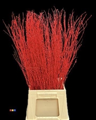 Betula / Berkentak Red
