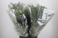 Acacia (MIMOSA) Bs 60cm 200gram