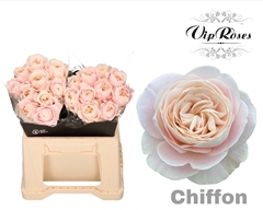 R Gr Chiffon X20