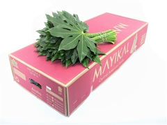 Fatsia Japonica Bs 40cm