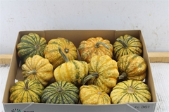 Cucurbita (KALEBAS) 300gram