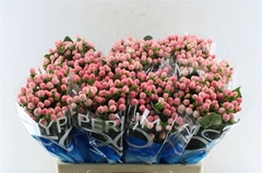 Hyper Coco Casino 60cm