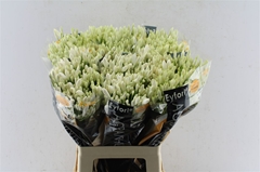 Agap Bianca Perla 65cm