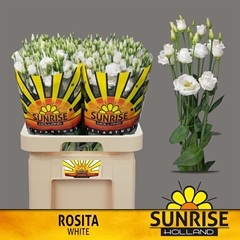 Eust G Rosita White 70cm