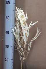 Ov Dec Mat 21%