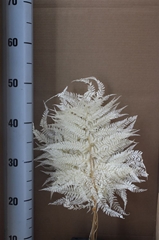 Ov Dec Mat 21%