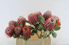 Banksia Coccinea 40cm