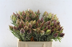 Leucad Rubrum 40cm