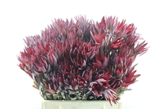 Leucad Sal Blush 40cm