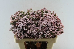 Erica Fastigiata 50cm