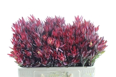 Leucad Sal Blush 50cm